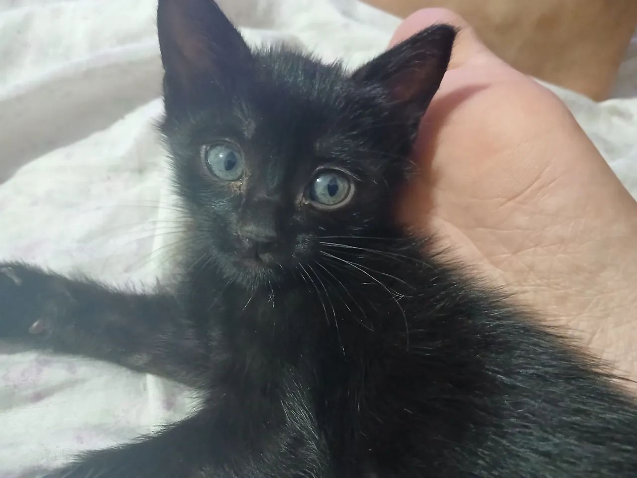 Doação de filhotes - Foto 4