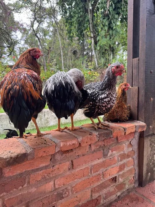 Wyandotte Prata, Azul, Splash e Dourada - Galinha - Poedeira - Ornamental - Ovos Galados - Foto 2