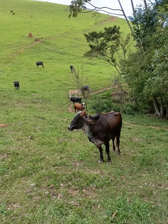 20 alqueires em Cunha divisa com Silveiras - Foto 3
