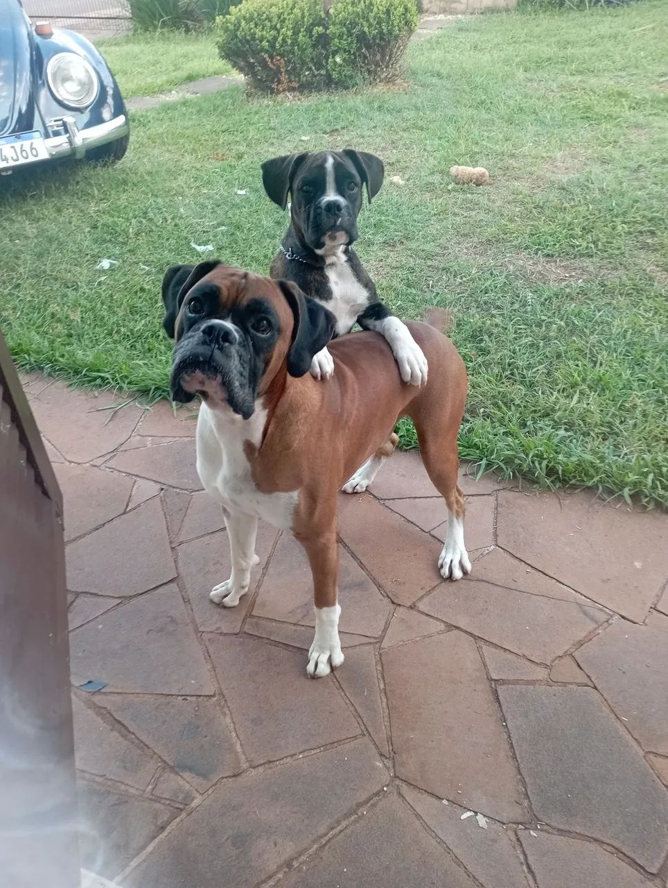 Boxer macho 4 meses - Foto 3