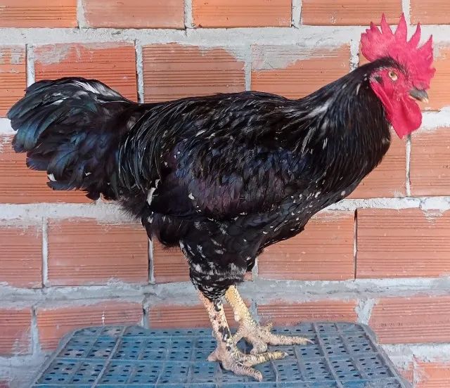 Ovos Férteis da Galinha Sertaneja Balão (GSB) - A Gigante do Sertão! - Foto 2
