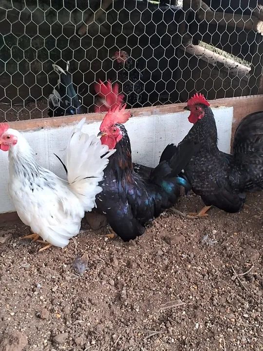 Vendo 4 garninze - Foto 2