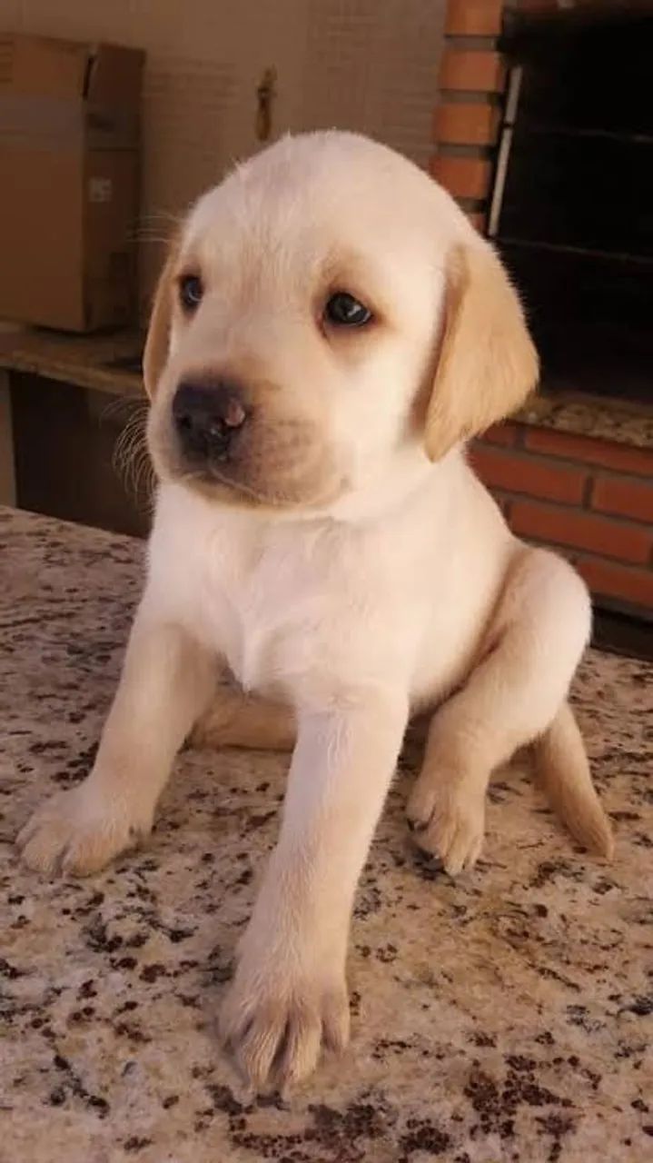 Golden x labrador  - Foto 2