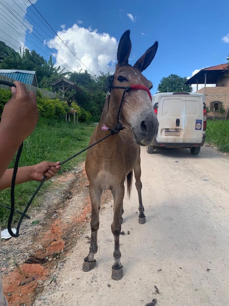 Vendo mula  - Foto 3
