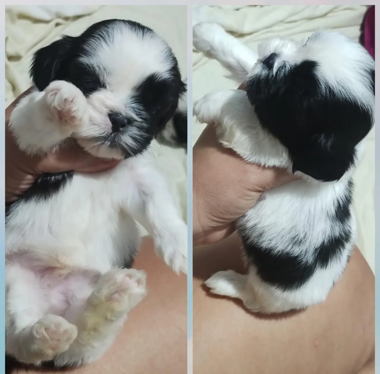 Filhote Shih Tzu Macho