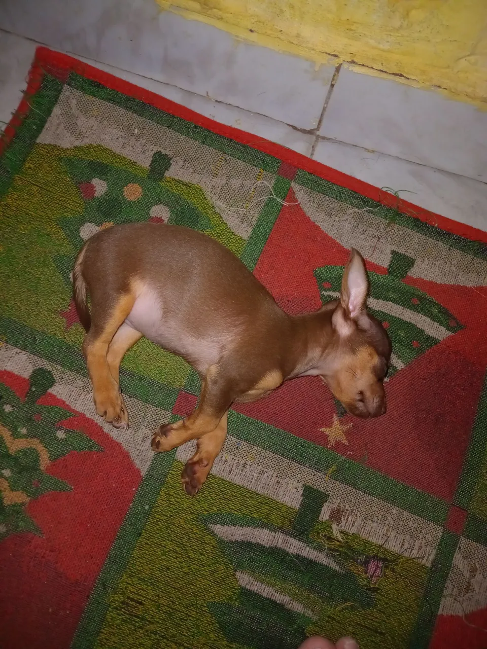 Filhote de Pinscher para venda FÊMEA