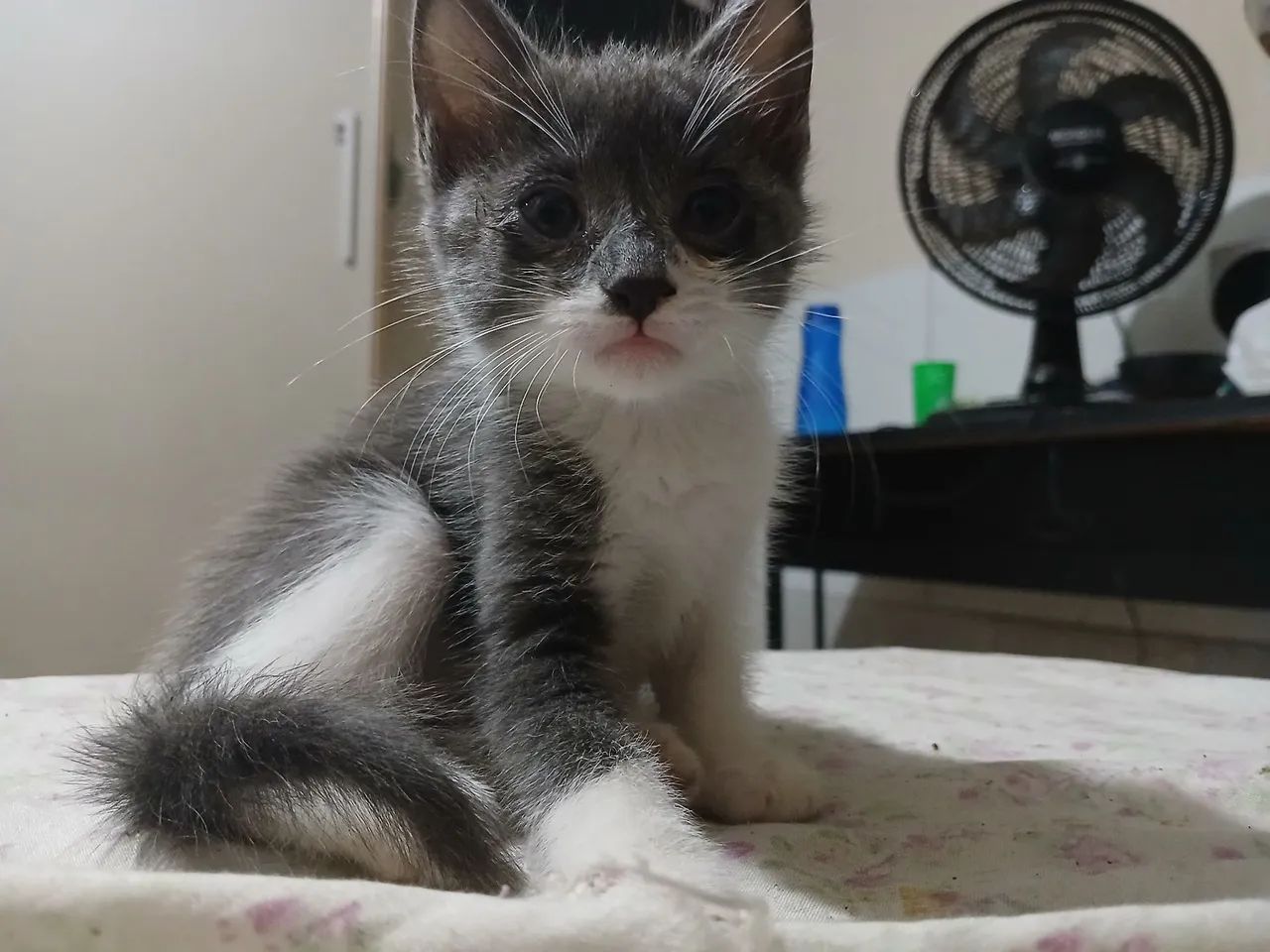 Doação de filhotes - Foto 3