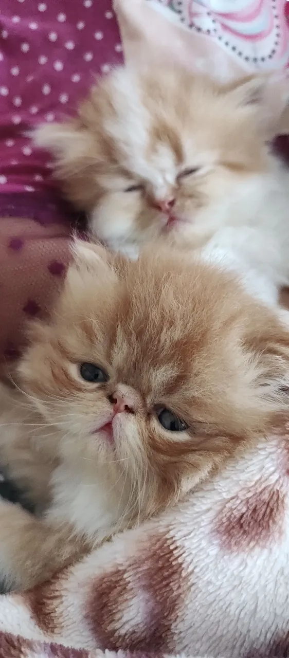 Lindos filhotes de gato Persa disponíveis!