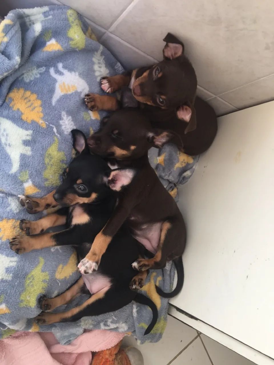 Filhotes Pinscher n 2  Fofos! - Foto 5