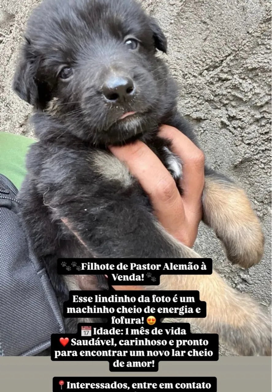 Filhote de Pastor Alemão à Venda!