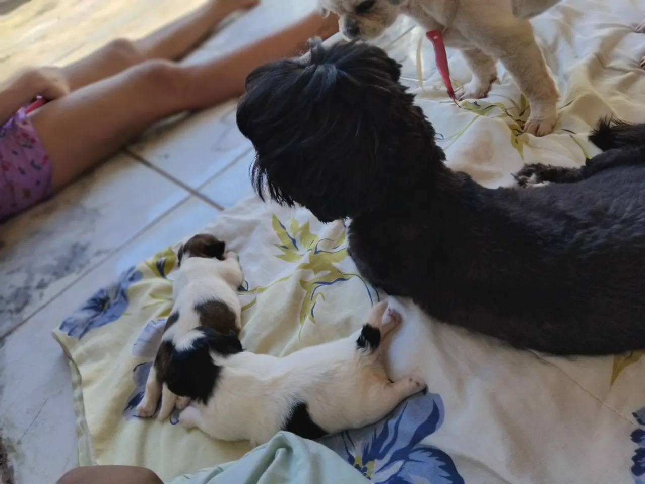 Filhotes Shih Tzu para adoção