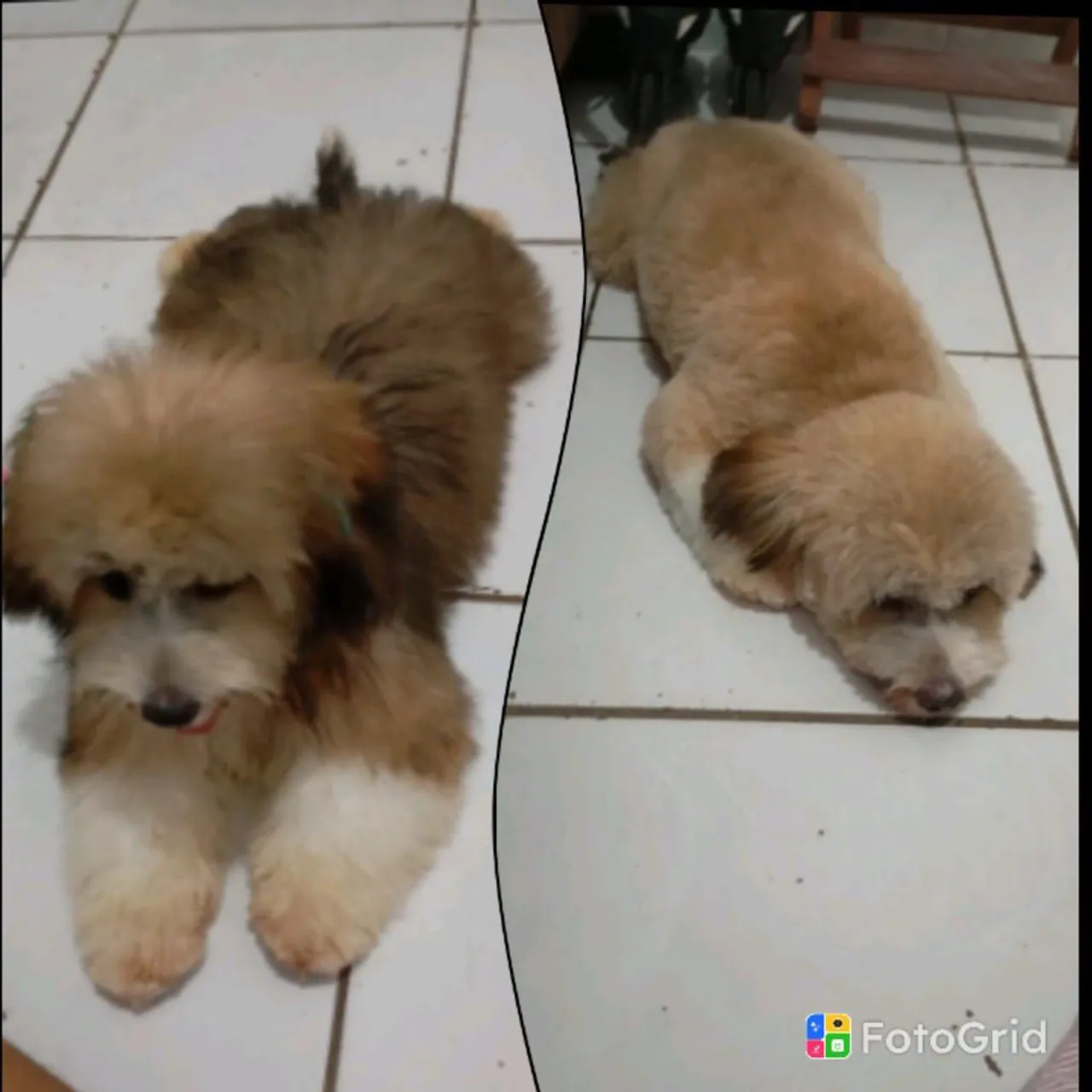 Filhote de Shih Tzu com poodle
