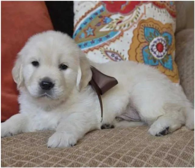 Golden Retriever Saudáveis e Felizes - Visite Nossa Loja - Foto 2