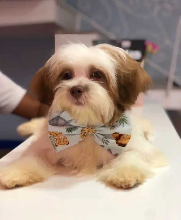 Filhote de Shih Tzu - Foto 3