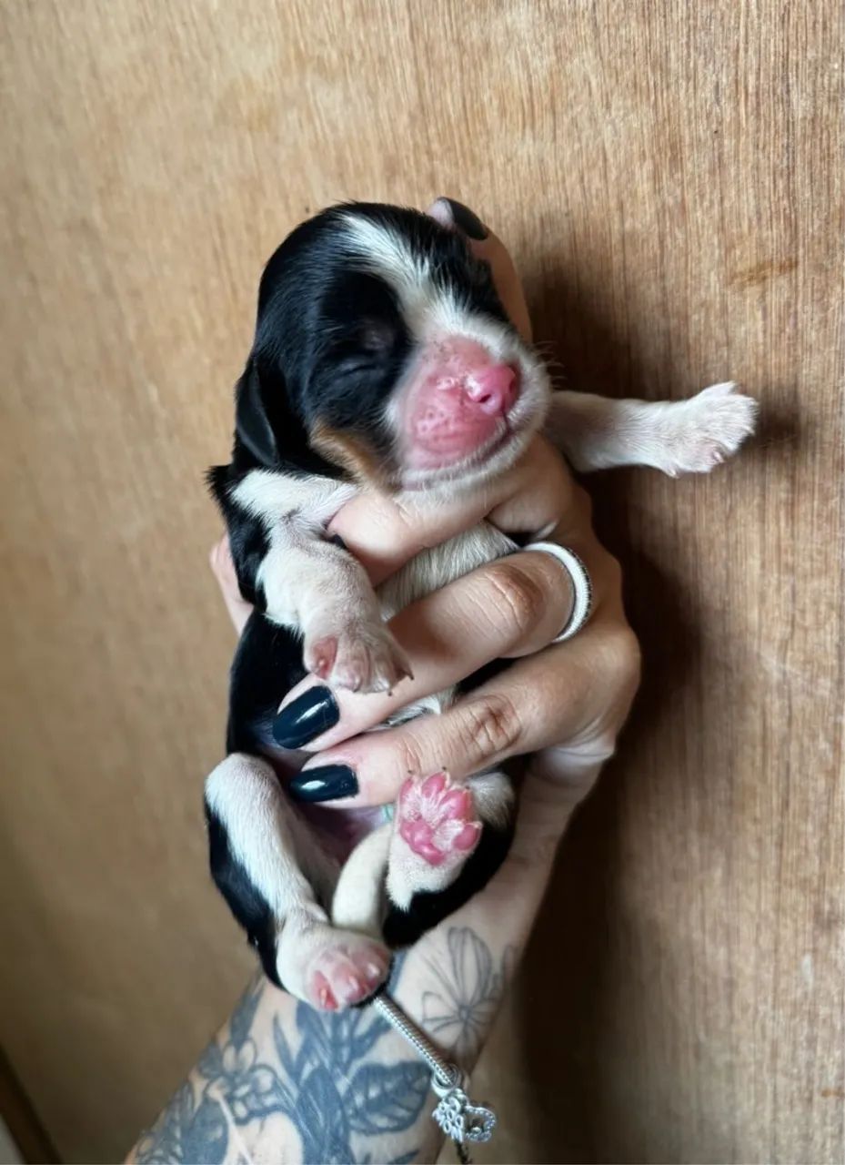 Filhote de cavalier King charles 