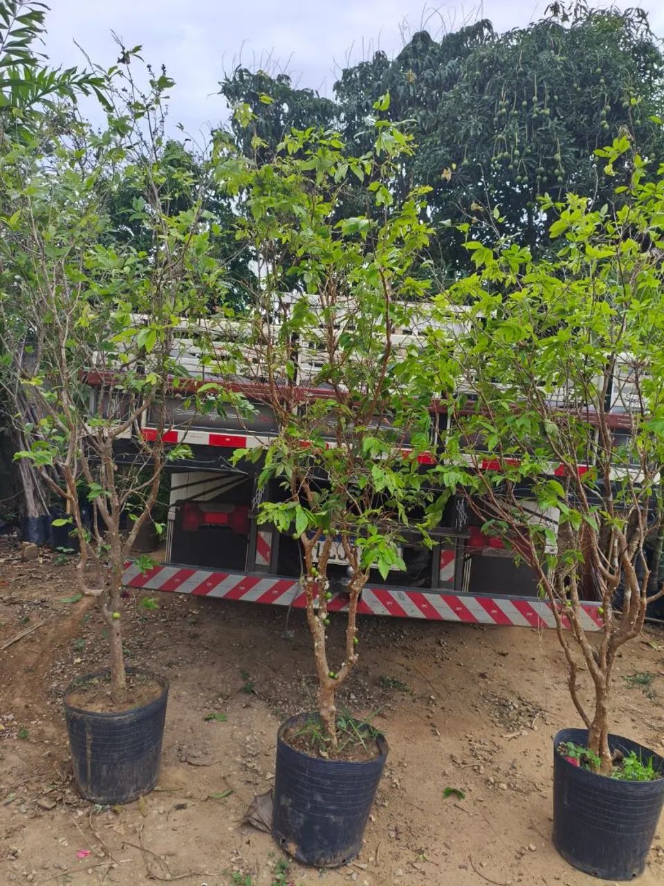 Jaboticaba com 2mertros e meio a 3 produzindo 