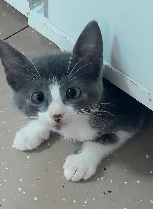 Gatinha cinza e branca para adoção - Foto 2