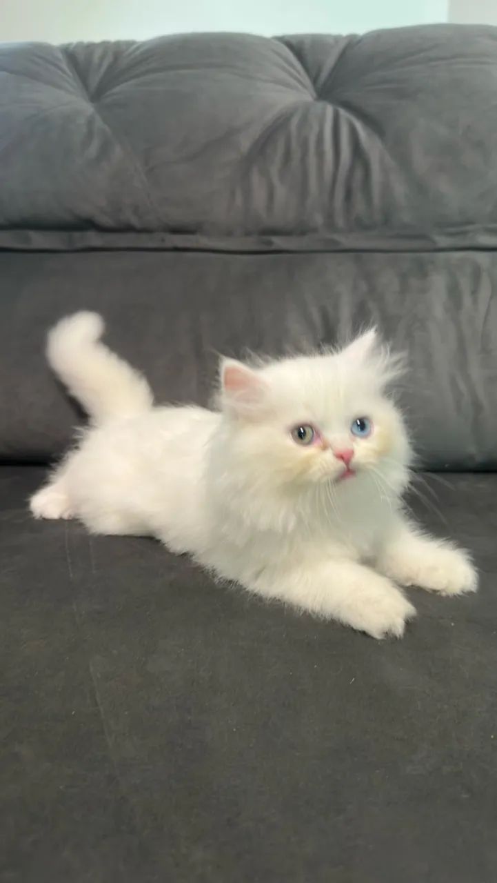 Gato Persa em Cuiabá  - Foto 3
