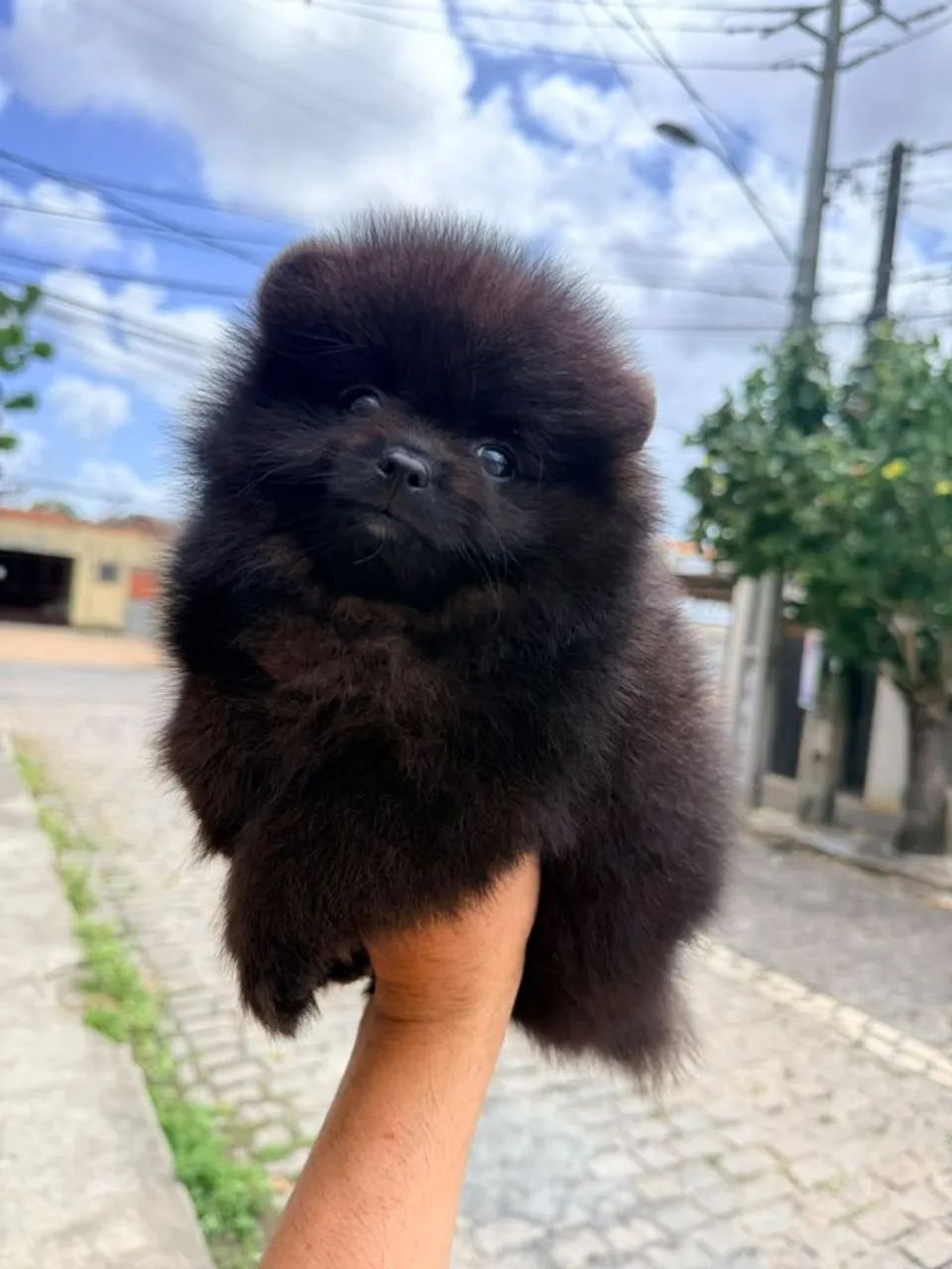 Spitz.macho preto - Foto 3