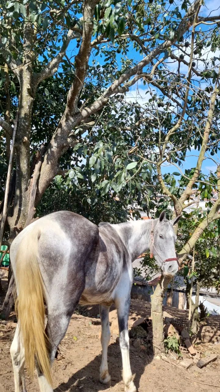 Vende-se égua  - Foto 4
