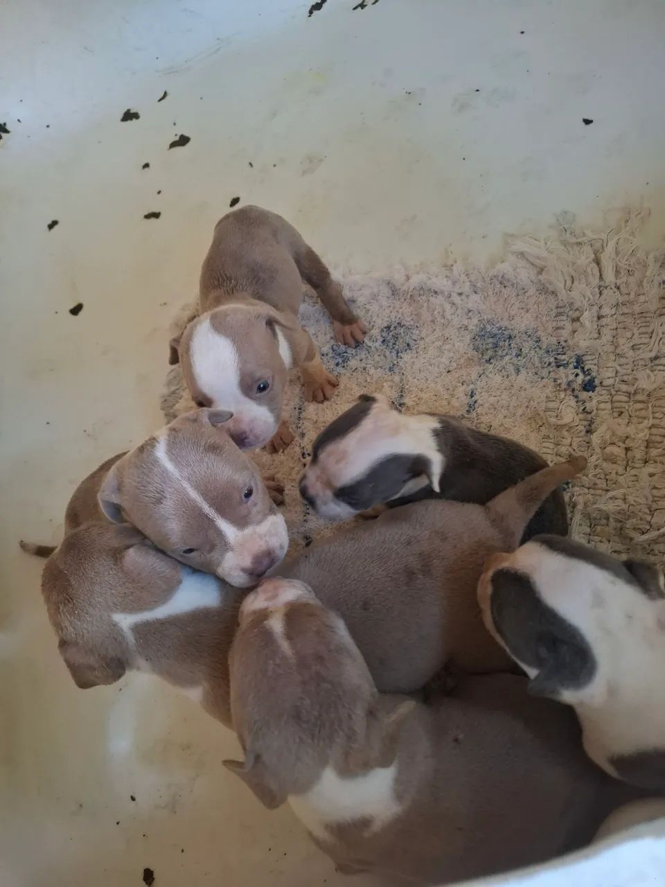 Filhote de American Bully  - Foto 4