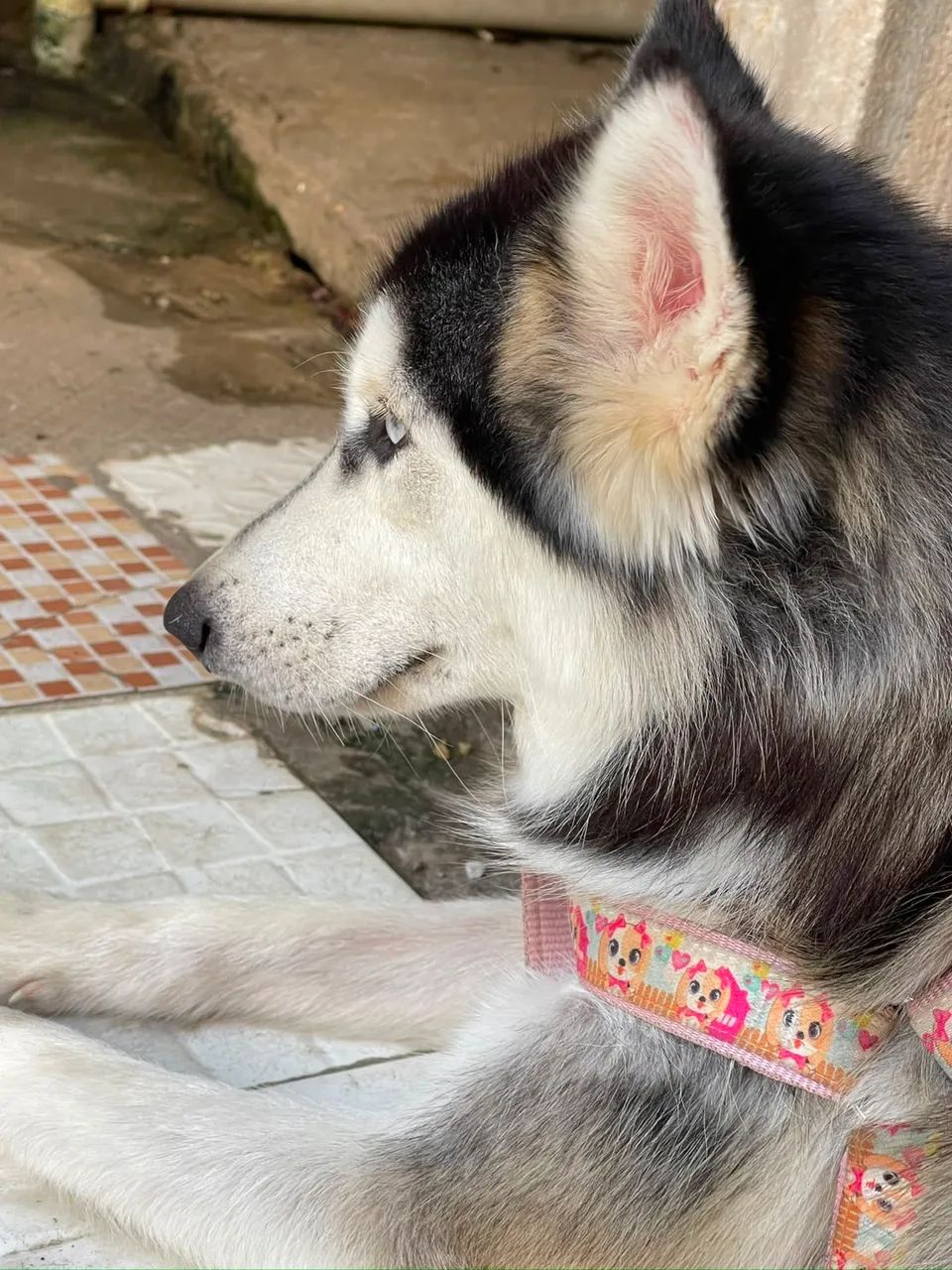 Husky siberiano  - Foto 3