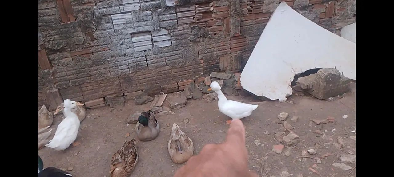 Patos pompom - Foto 2