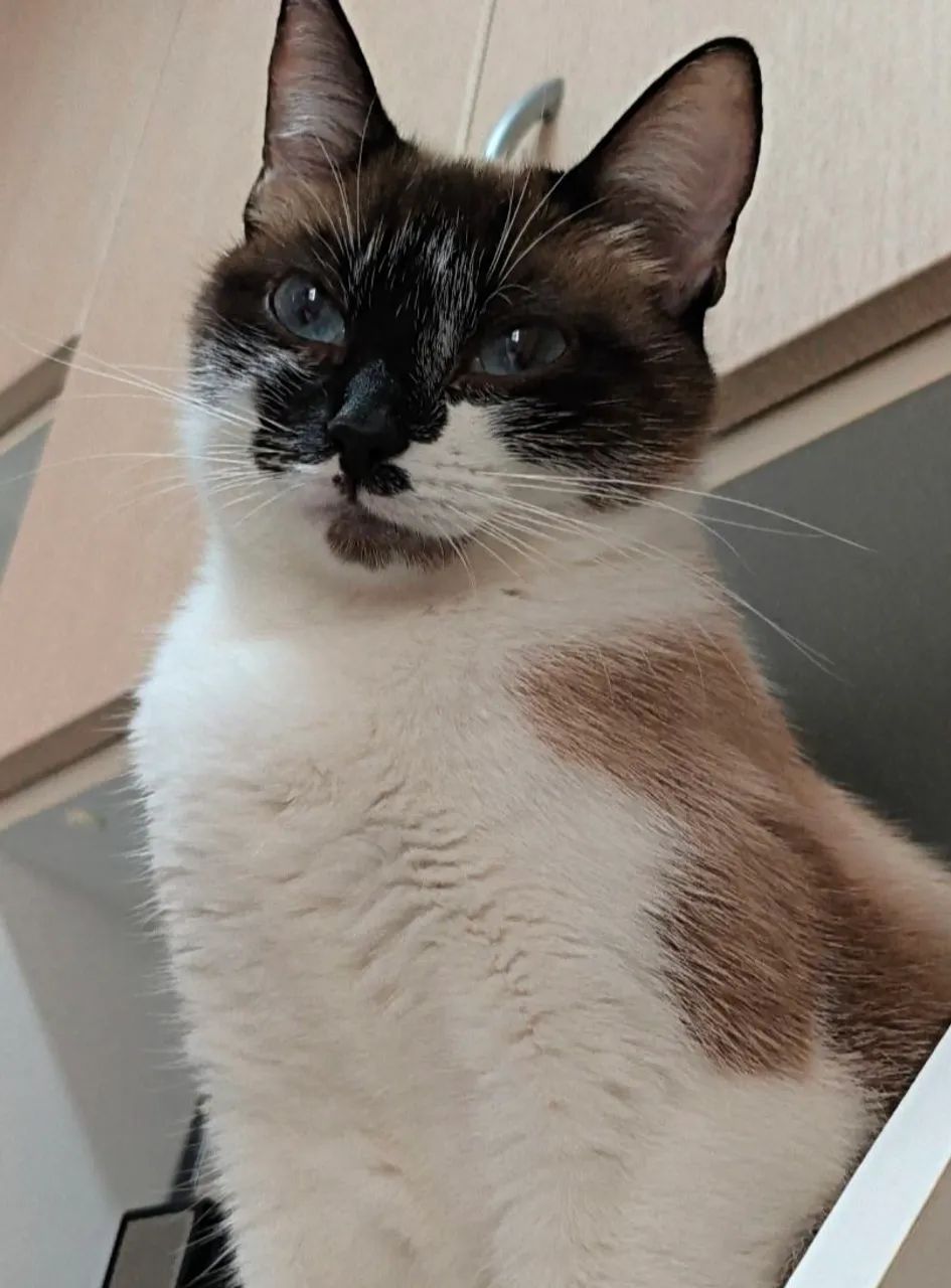 Gata