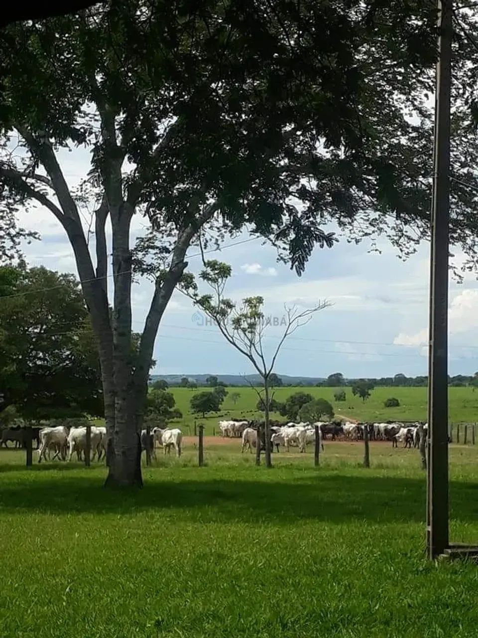 Fazenda Nova Mutum