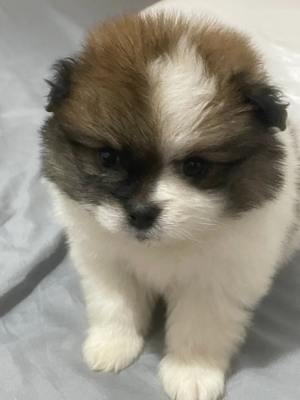 Spitz Alemão macho  - Foto 2