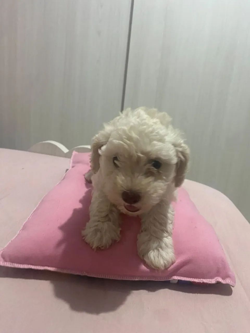 Poodle  toy - Foto 4