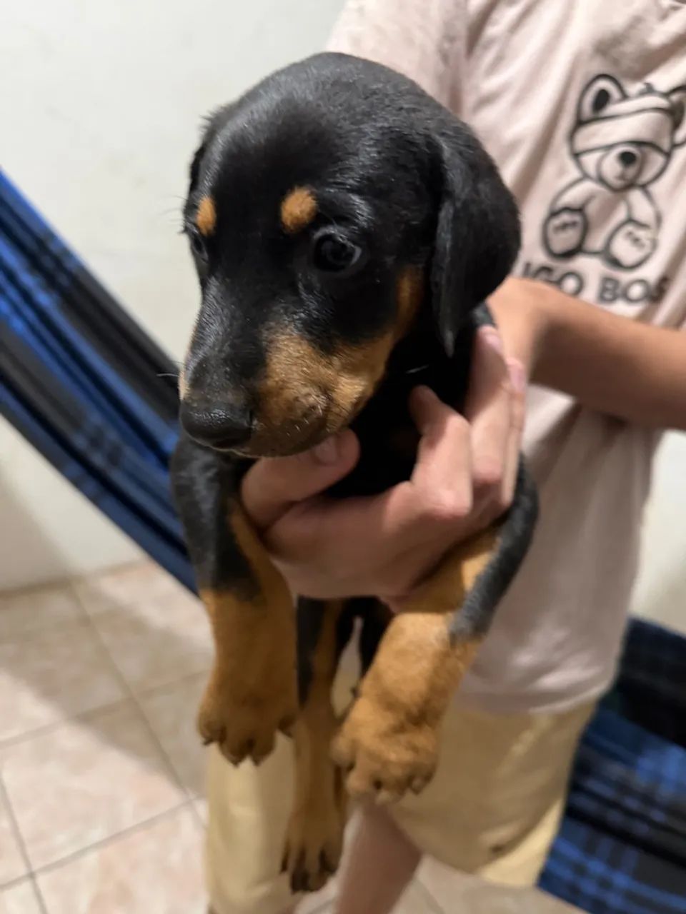 Doberman filhote puros - Foto 2