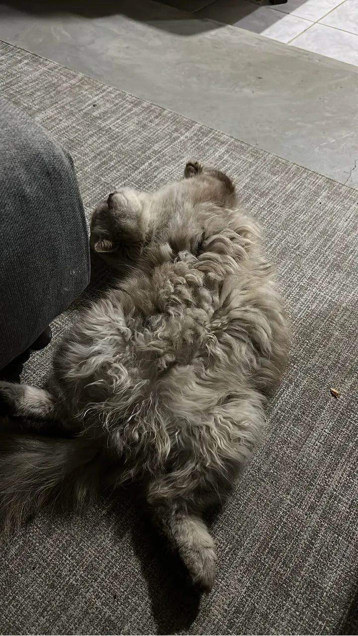 Vendo gato persa 2 anos  - Foto 2