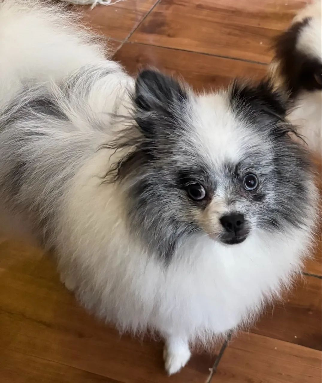 Spitz 