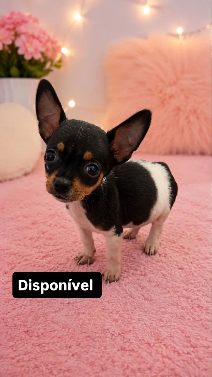 Pincher  - Foto 2