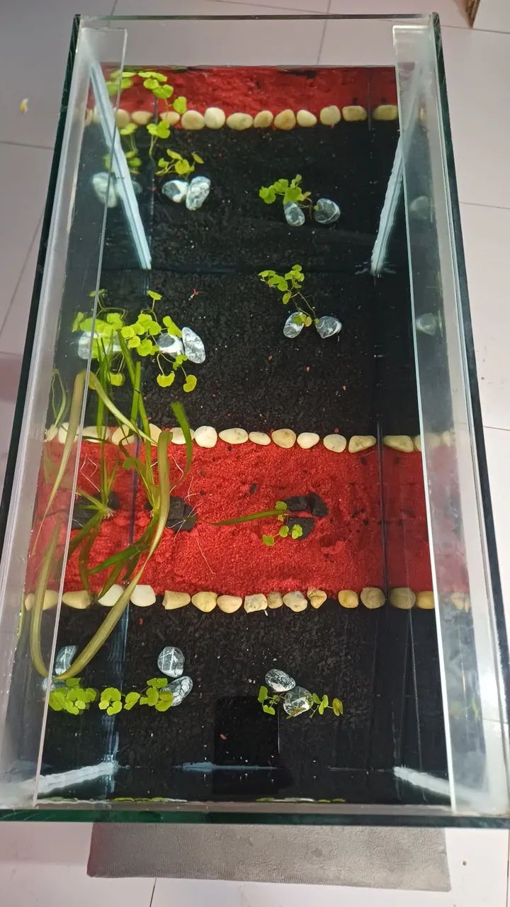 Aquário 90 Litros com plantas - Foto 4