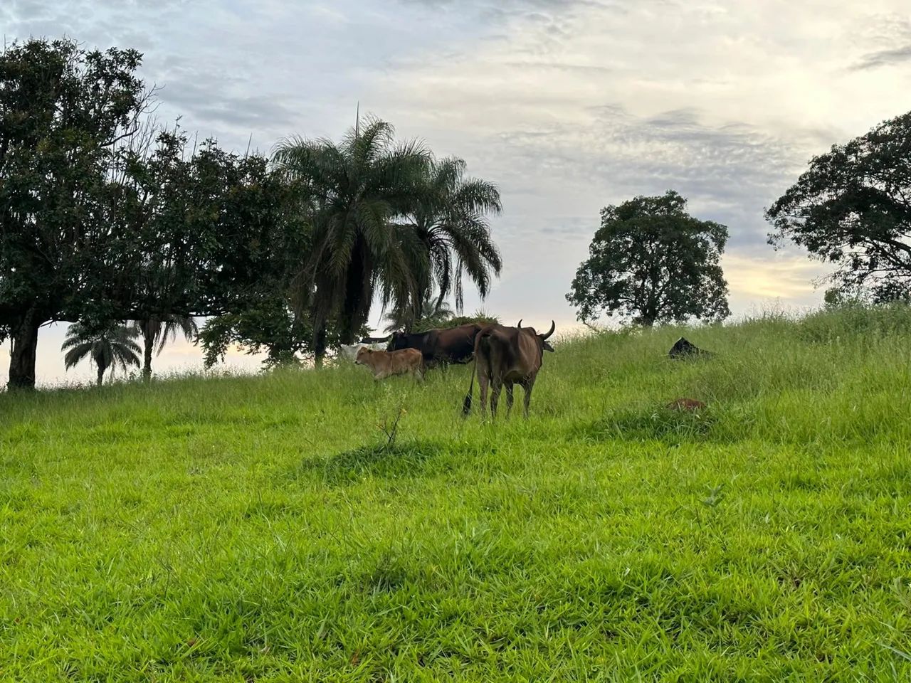 Fazenda 478 m2 em Matutina ( MG) - Foto 3
