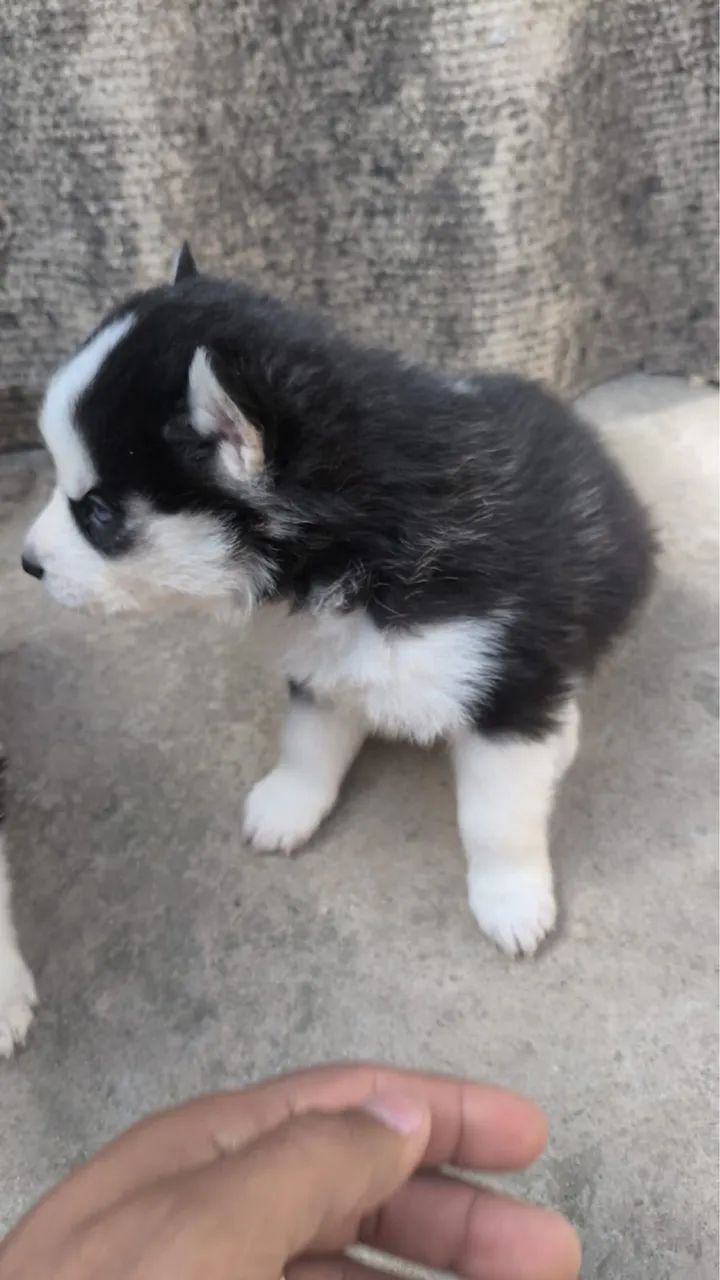 Cachorro Husky Siberiano  - Foto 2