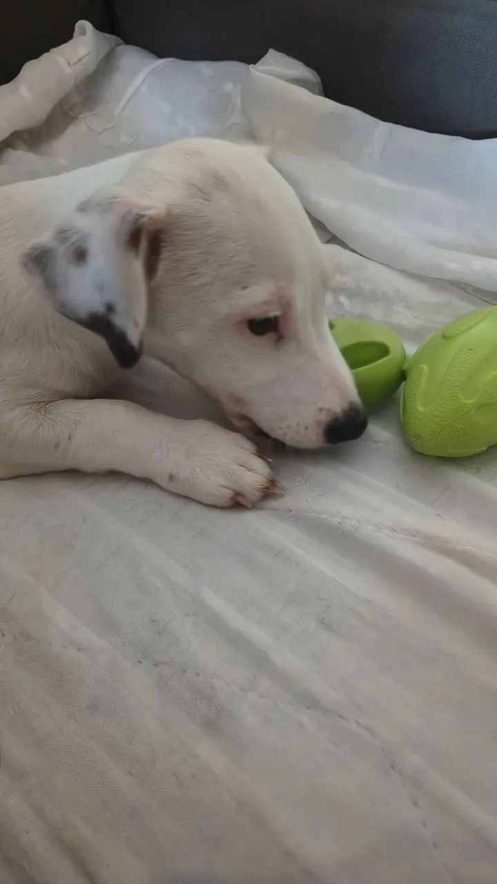 Jack Russell Terrier - Doação  - Foto 3