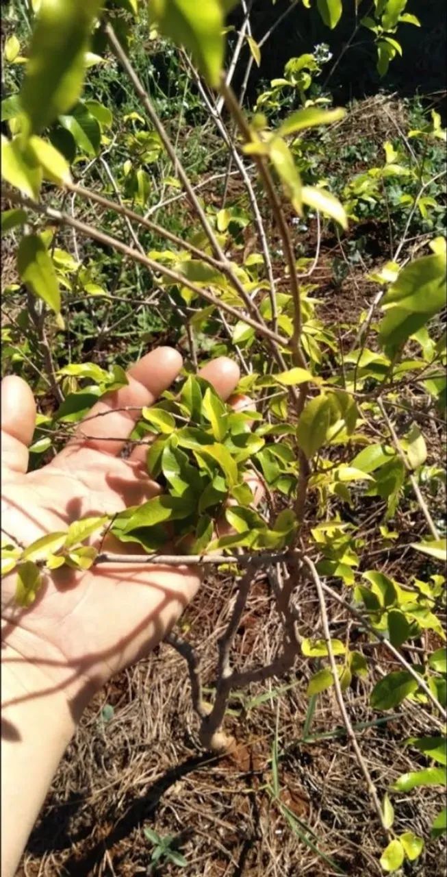 chácara alvorada do sul  - Foto 4