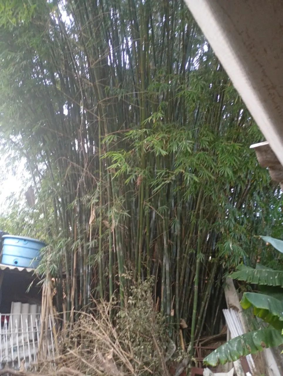 Vende se bambu in natura - Foto 3