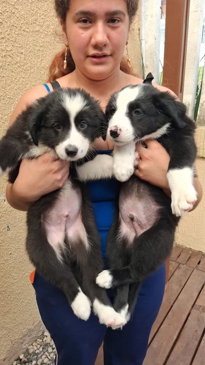 Border Collie - Foto 3