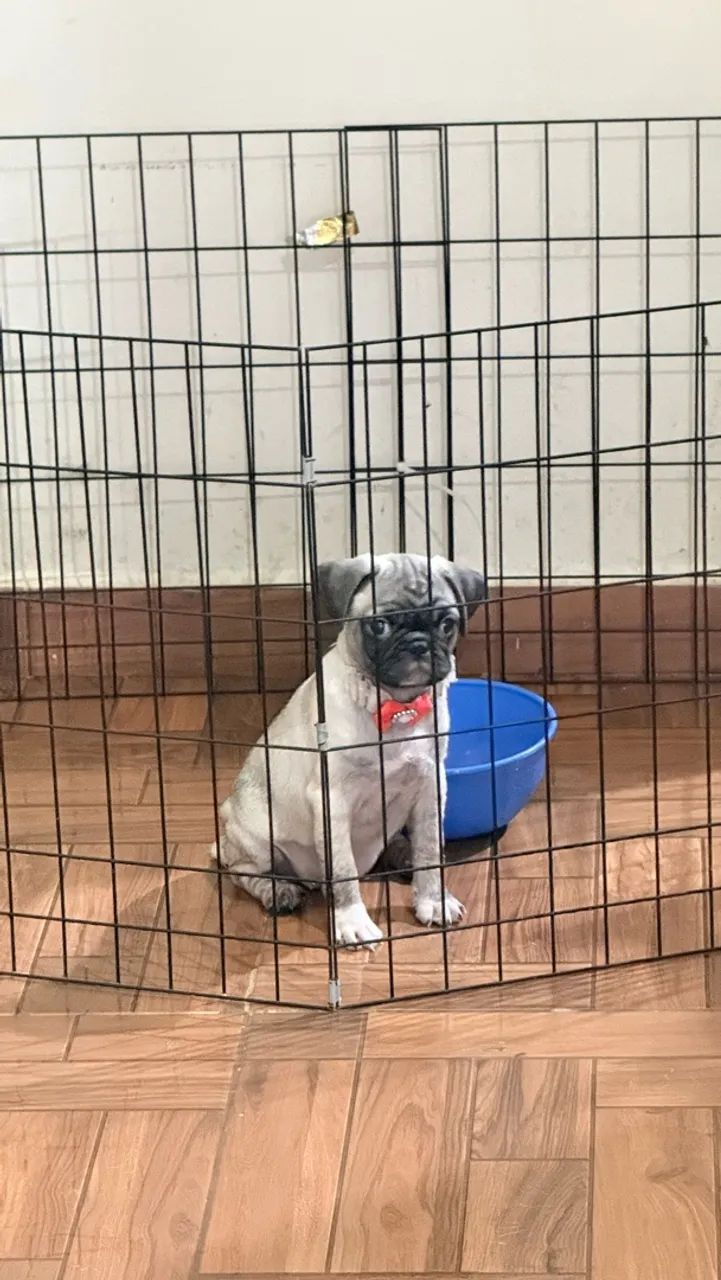 Pug fêmea  - Foto 4