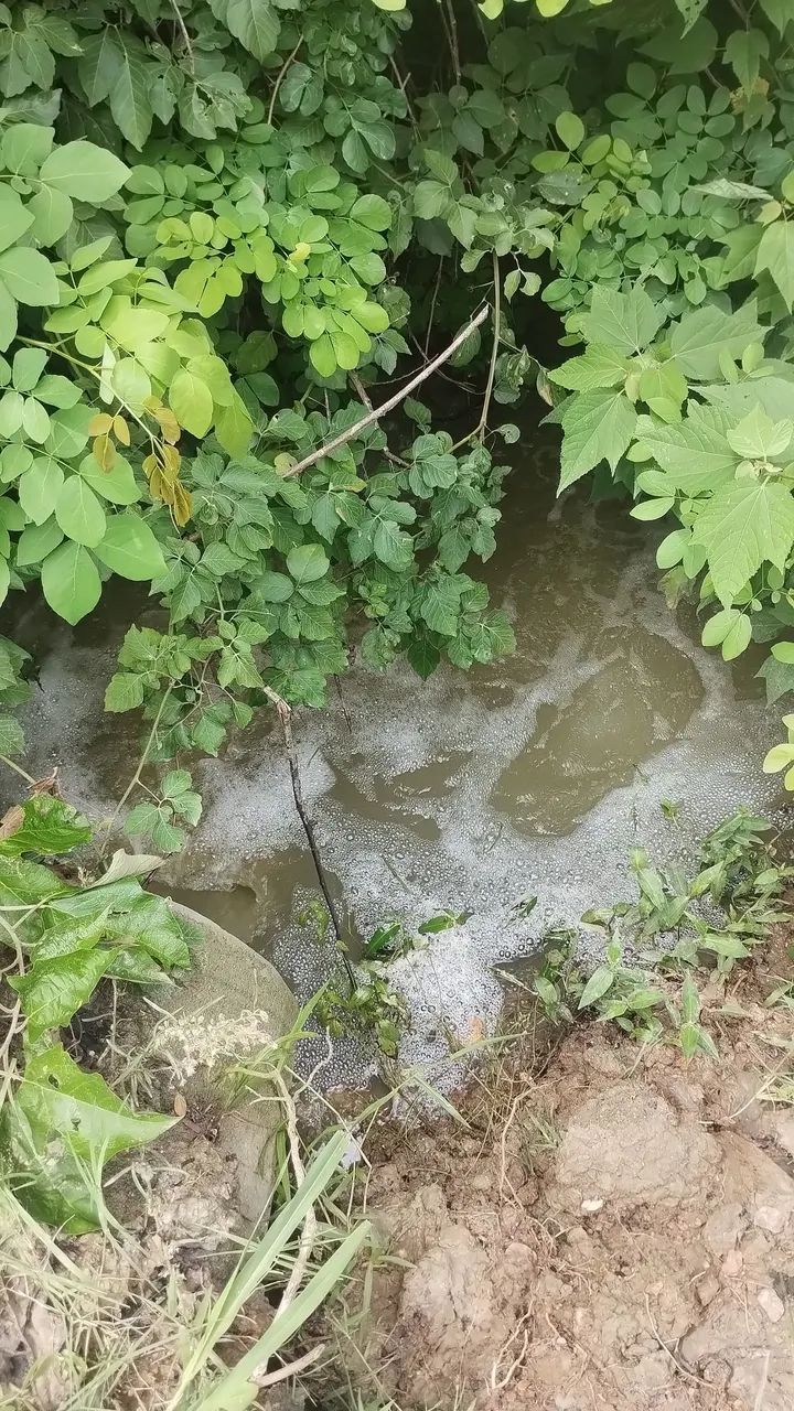 Sítio em Lagoa de Roça com terra fértil  - Foto 3