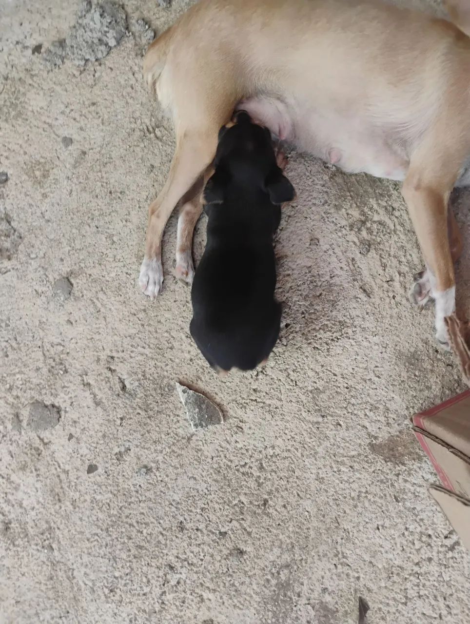 Pinscher  - Foto 2