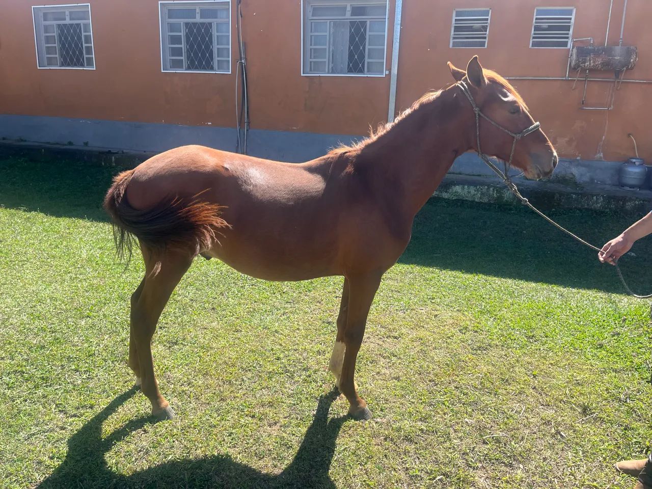 Potro MM - Foto 2
