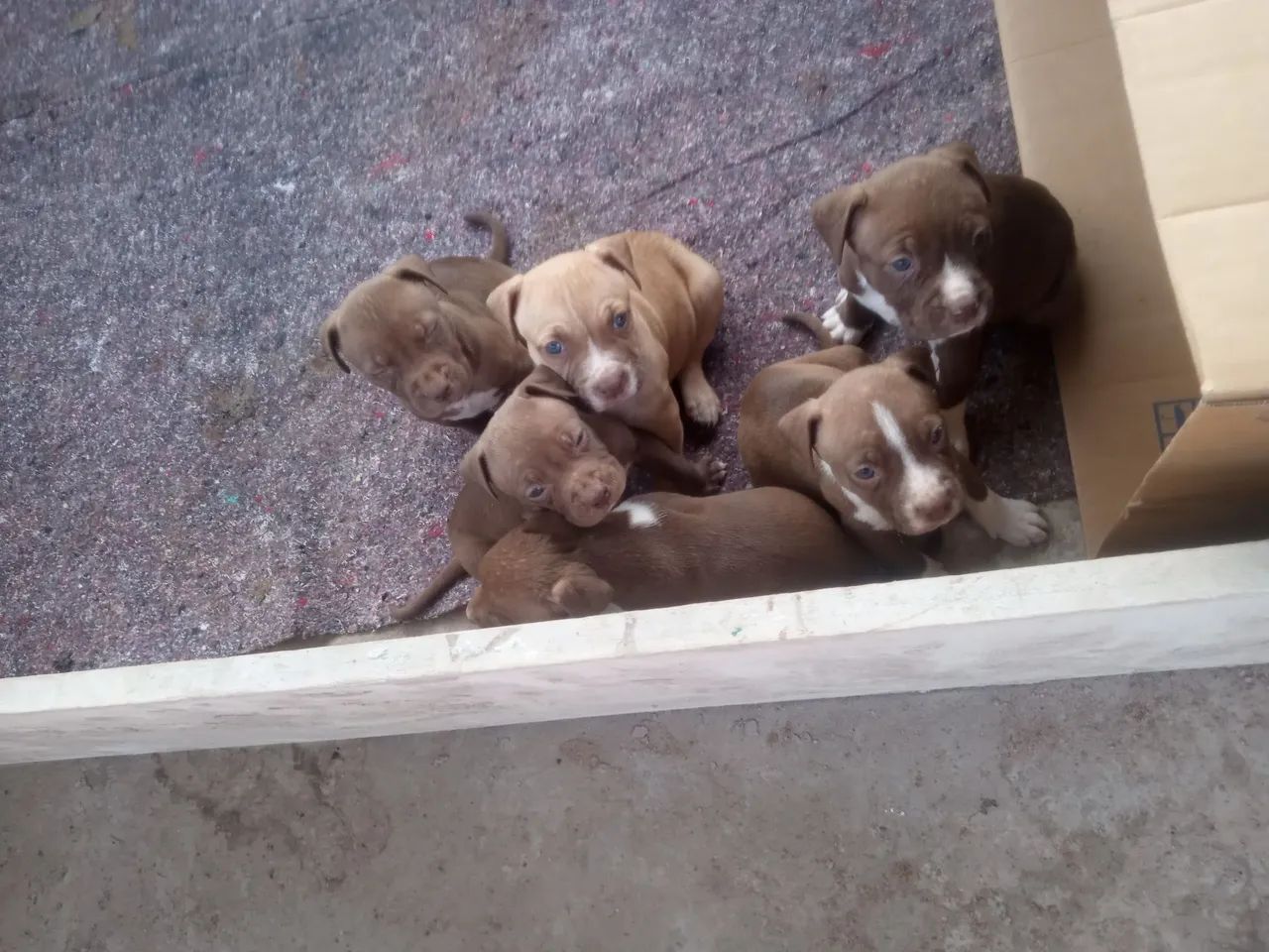 Pit Bull  - Foto 3