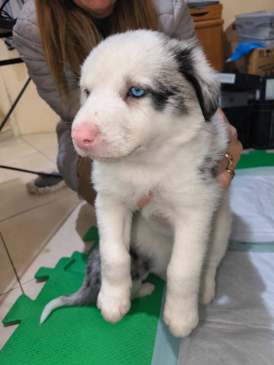 Border collie BLUE merly - Foto 3