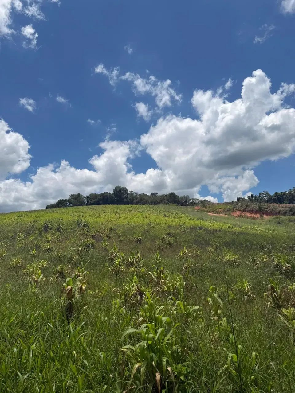 Terrenos para venda tem 1000 metros quadrados em Colégio - Ibiúna - SP - Foto 10