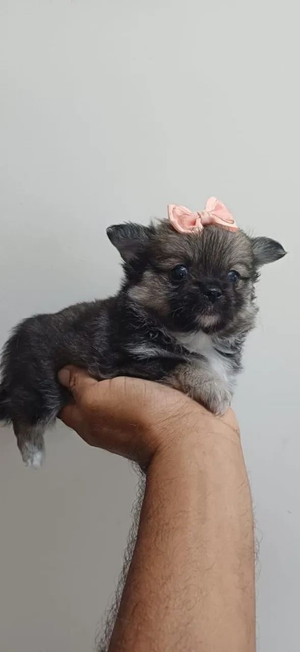 Chihuahua   - Foto 2